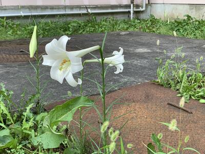 百合の花