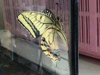 羽化したキアゲハ