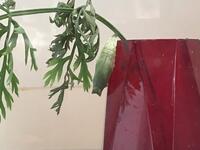 もう一つのさなぎ