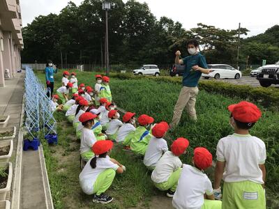 サツマイモの葉っぱはこれです。